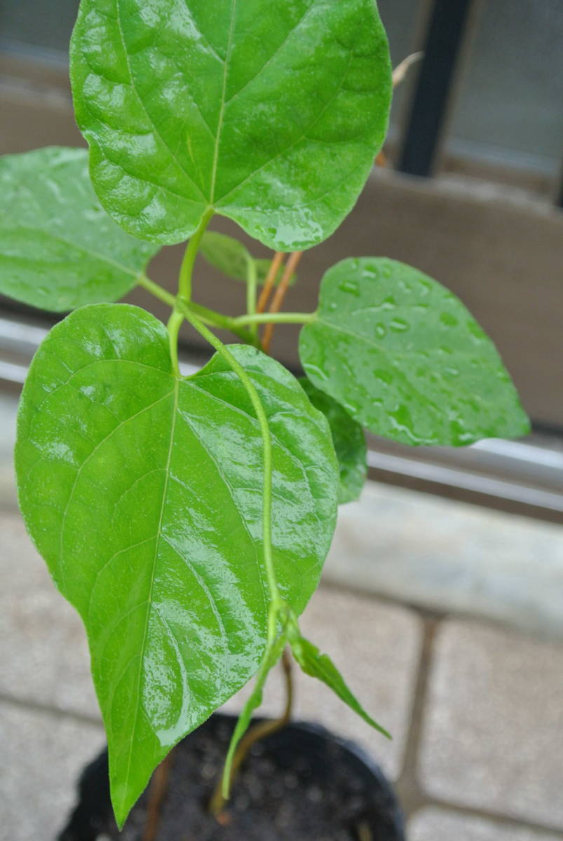 香りの名花　これが本当の「夜来香」イエライシャン　_4