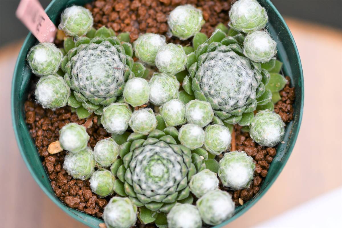 第四種可 多肉植物 センペルビウム 白玉巻絹 1鉢 山野草 サボテン 観葉植物 サボテン 売買されたオークション情報 Yahooの商品情報をアーカイブ公開 オークファン Aucfan Com 第四種可 多肉植物 センペルビウム 白玉巻絹 1鉢 山野草 サボテン 観葉植物 サボテン 売買されたオークション情報 Yahooの商品情報をアーカイブ公開 オークファン Aucfan Com