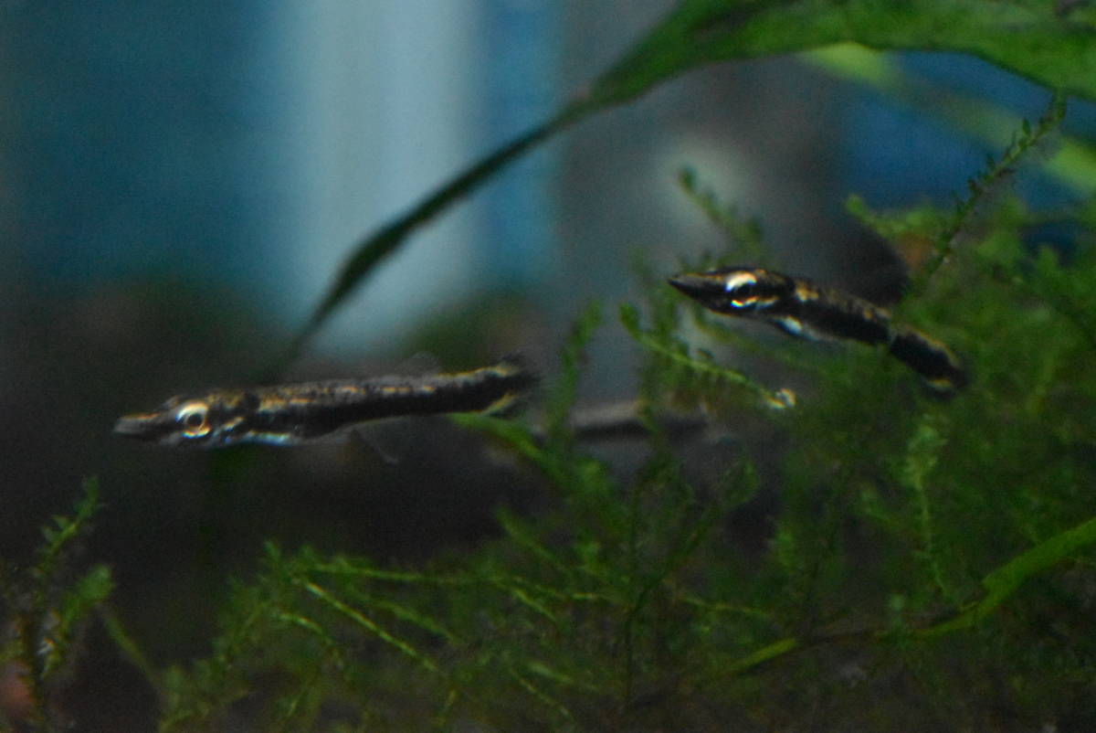  ベロネソックス ベビー 6匹セット 2センチ前後(淡水魚)｜売買されたオークション情報、yahooの商品情報をアーカイブ公開 - オークファン その他