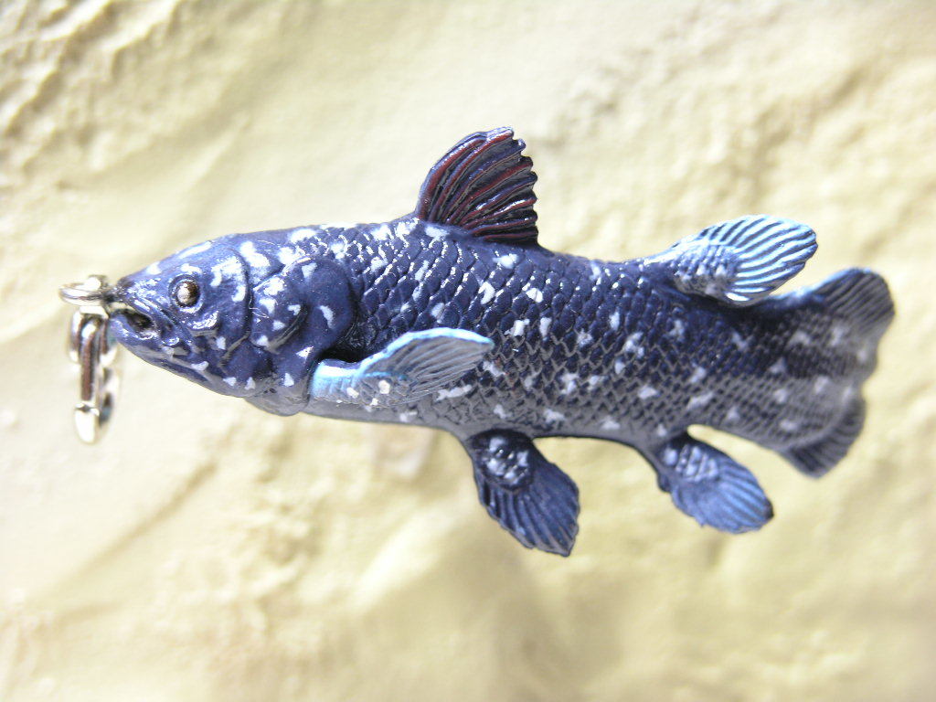 生きた化石携帯ストラップ シーラカンス 珍しい魚ストラップ 古生代アクセサリー 化石 売買されたオークション情報 Yahooの商品情報をアーカイブ公開 オークファン Aucfan Com