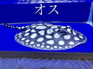 純血ダイヤモンドポルカ ♂ ダイヤモンドポルカのYahoo!オークション(旧ヤフオク!)の相場・価格を