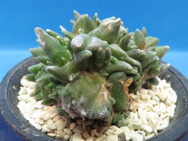 サボテン 多肉植物 161 アリオカルプス 青磁牡丹モンスト 【公式通販】