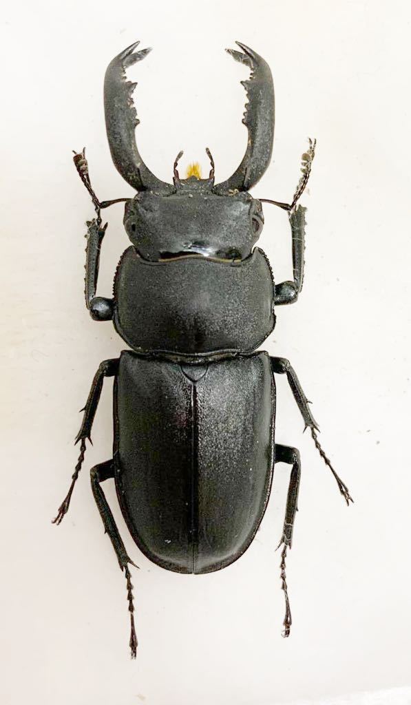 格安，定番 アマミシカクワガタ幼虫5頭セット 親虫大型 その7(国産)｜売買されたオークション情報、yahooの商品情報をアーカイブ公開 - オークファン 国産