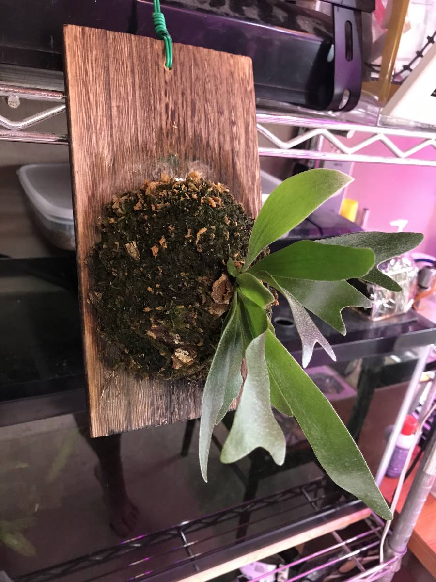 ビカクシダ Platycerium Willinckii ウィリンキー 焼き板 板付け メチャ元気 ビカクシダ コウモリラン 売買されたオークション情報 Yahooの商品情報をアーカイブ公開 オークファン Aucfan Com