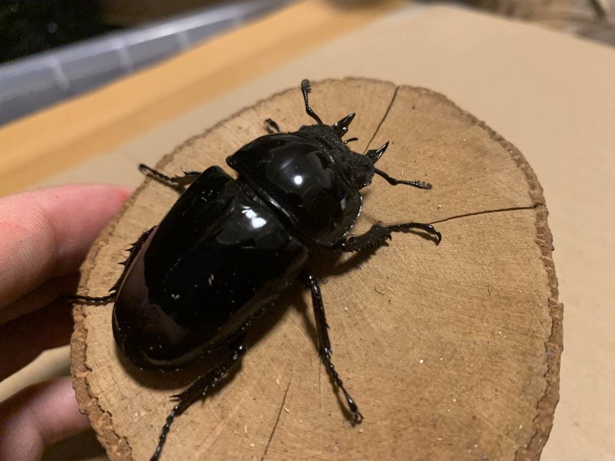 レギウスオオツヤクワガタ 新成虫【メス49m】CBF1
