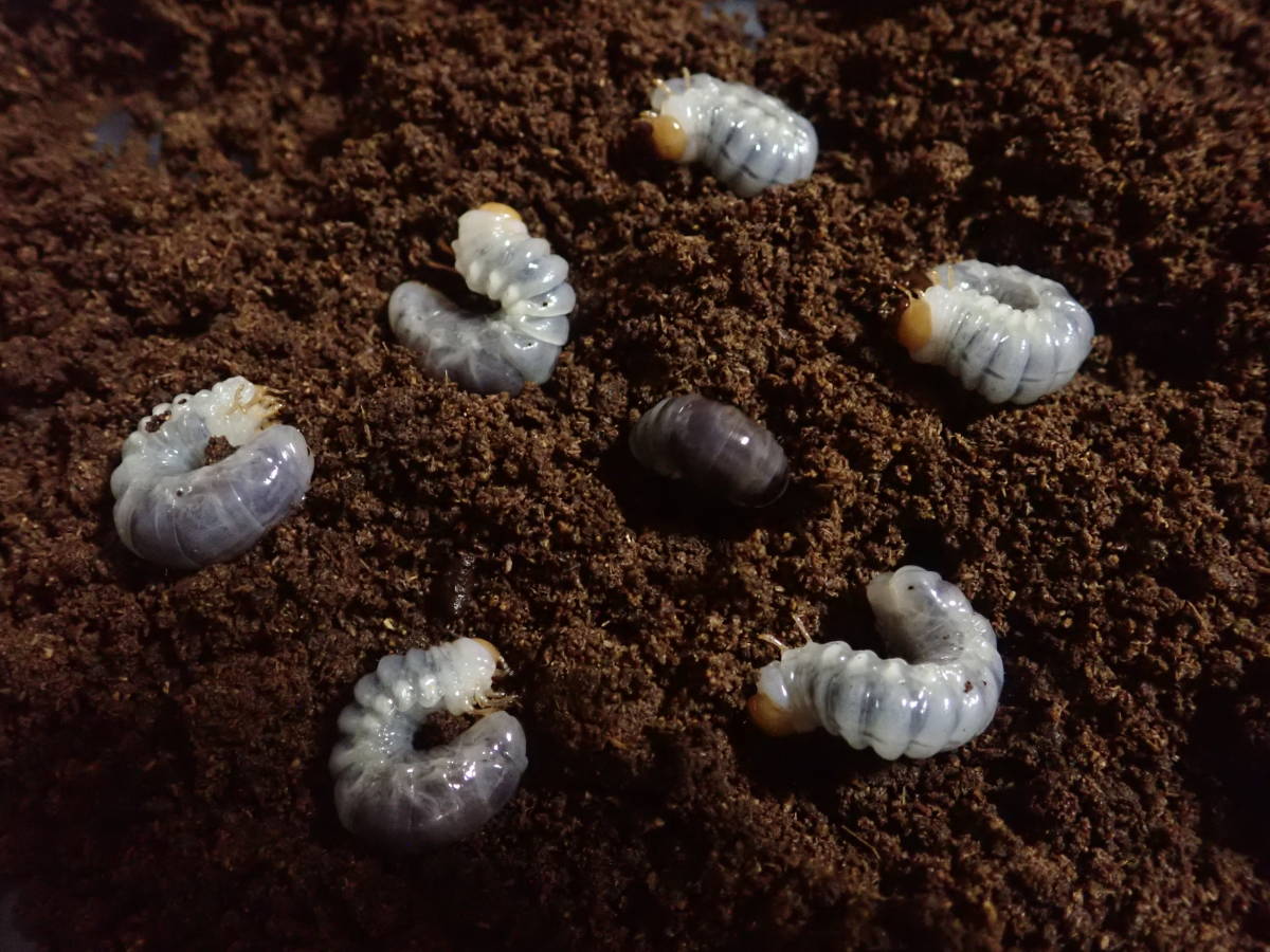 野外品 西表島産ヤエヤママルバネ2♂1♀標本 西表島産 ヤエヤママルバネ 2齢幼虫7頭 トラブルを避けるため