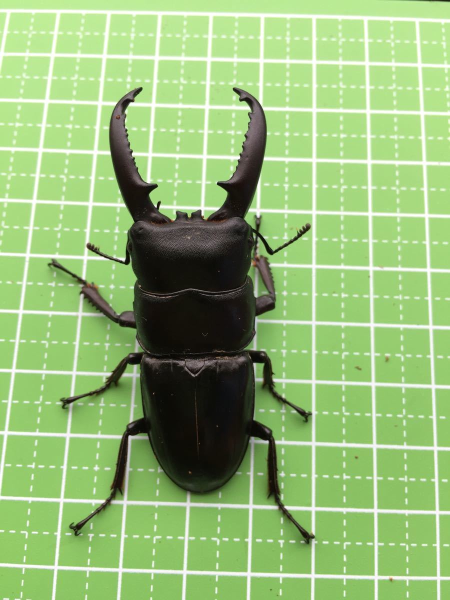 ツシマヒラタクワガタ ⁄ | ツシマヒラタクワガタペア くわかぶ