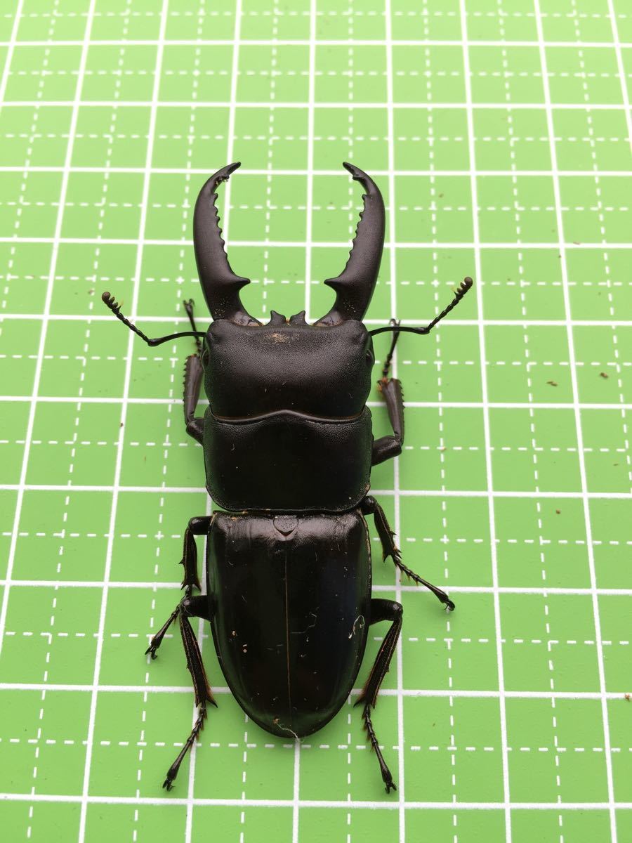 ツシマヒラタクワガタ ⁄ | ツシマヒラタクワガタペア くわかぶ