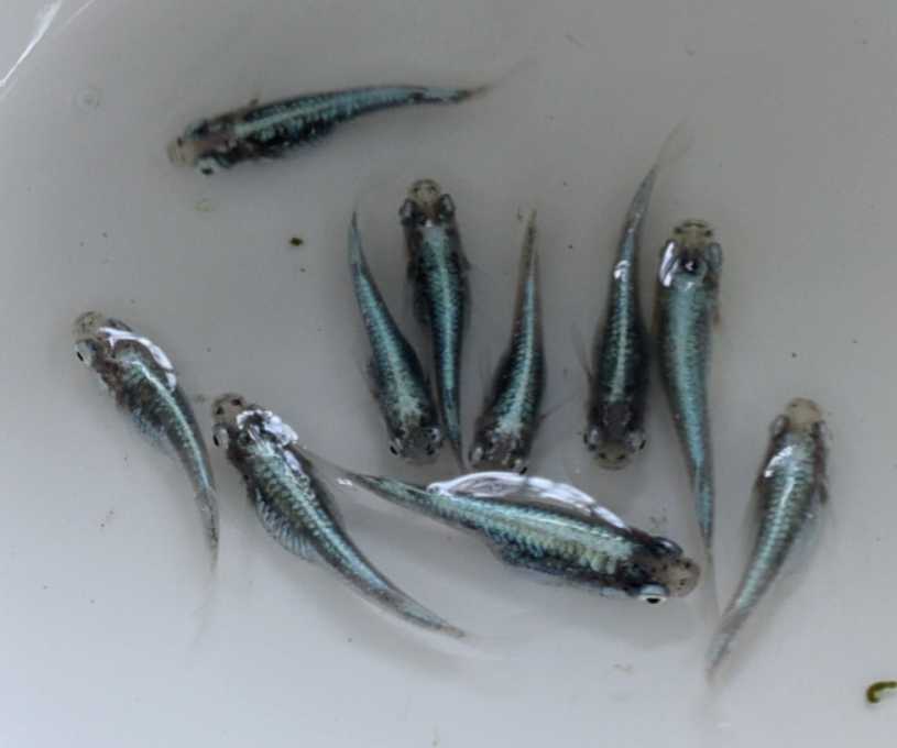 超激得，送料無料 NEXTメダカ 上物 緑光鋼 体外光あり 若魚5ペア(めだか)｜売買されたオークション情報、yahooの商品情報をアーカイブ公開 - オークファン めだか