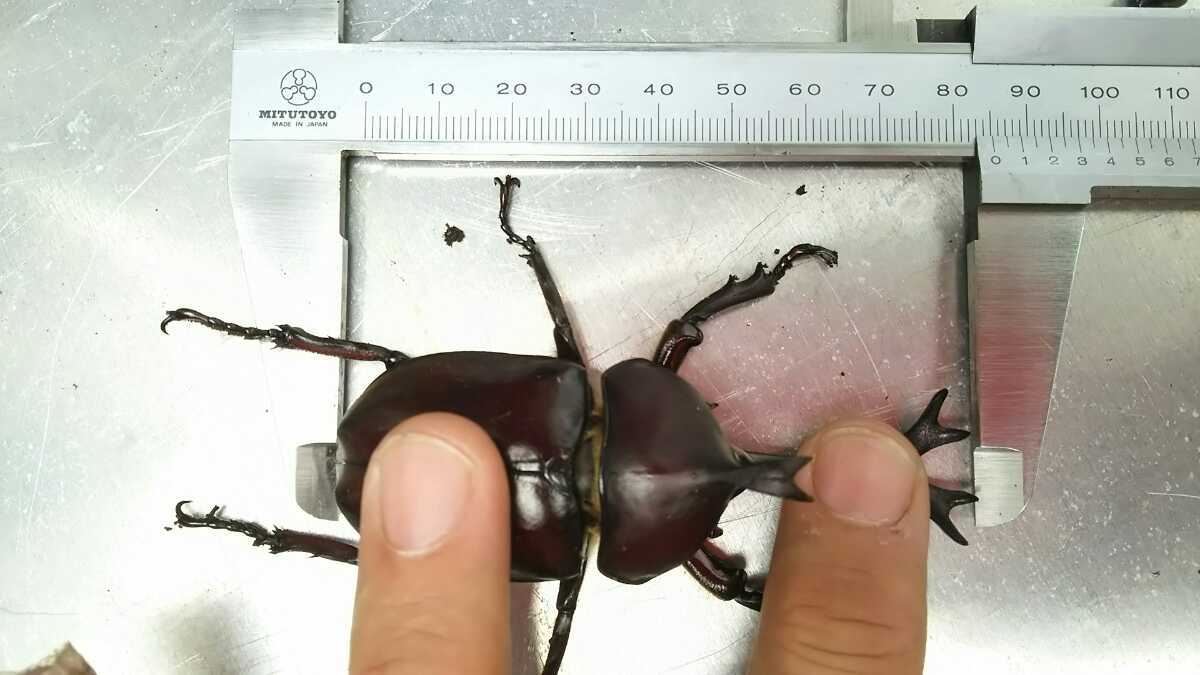 定番，HOT 85ミリ 頭角20.7ミリ 埼玉県産 特大カブトムシ 大型カブトムシ成虫 国産カブトムシ 天然物 野外採取 ブリード イベント ギネス(国産)｜売買されたオークション情報、yahooの商品情報をアーカ 国産