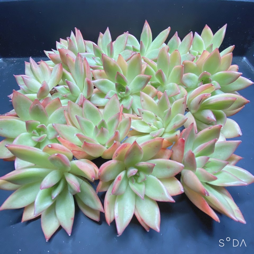 韓国多肉植物 韓国苗 エケベリア Echeveria 31a 173 クリスタルガーデン 17個 サボテン 売買されたオークション情報 Yahooの商品情報をアーカイブ公開 オークファン Aucfan Com