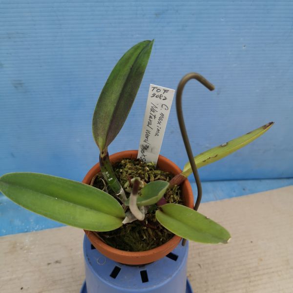 ◎洋蘭◎ C. maxima rubra 'Natural World' × self 未開花株 14洋蘭