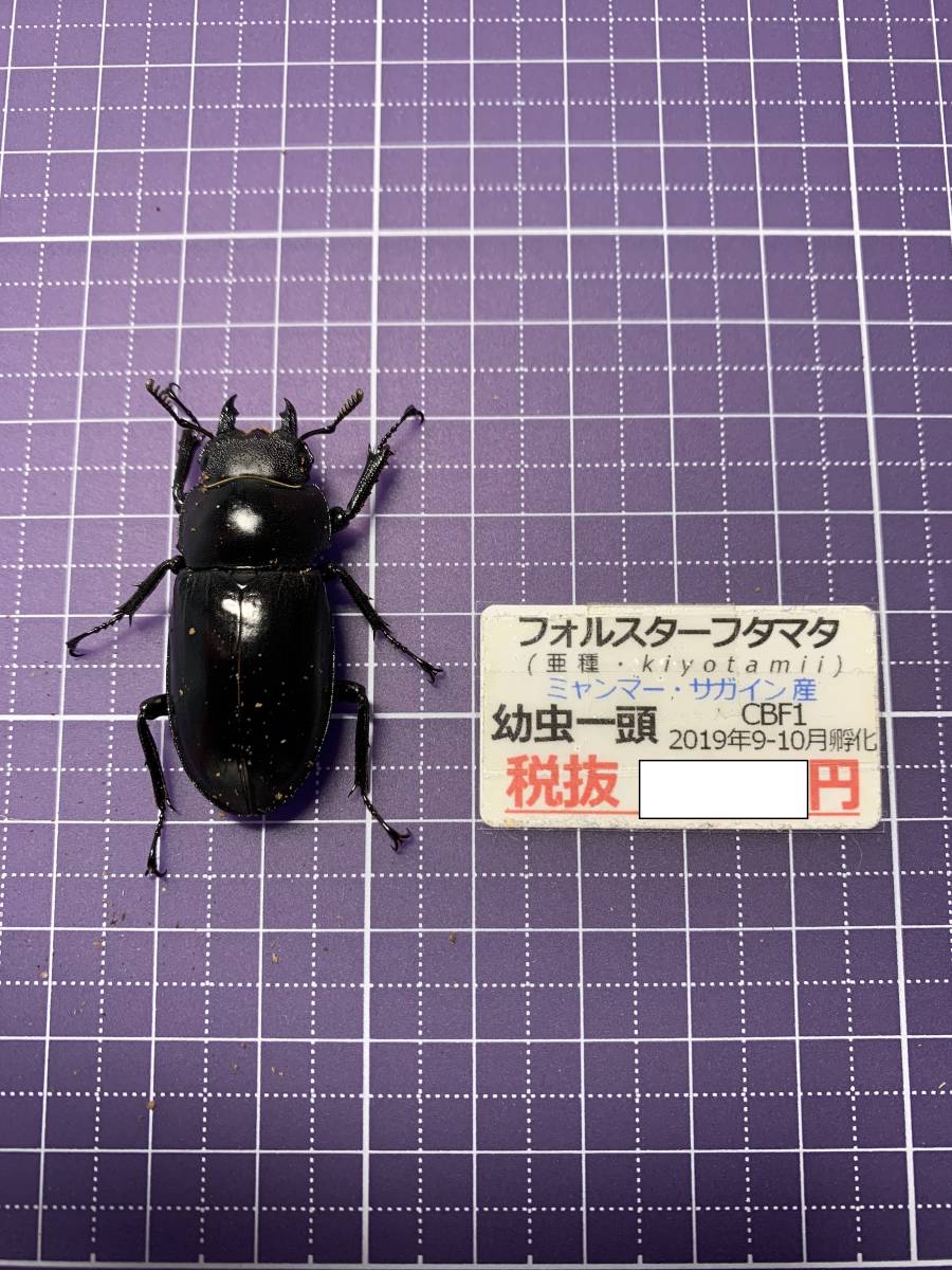 フォルスターキヨタミ 39ミリメス単品 DDAフォルスターフタマタ