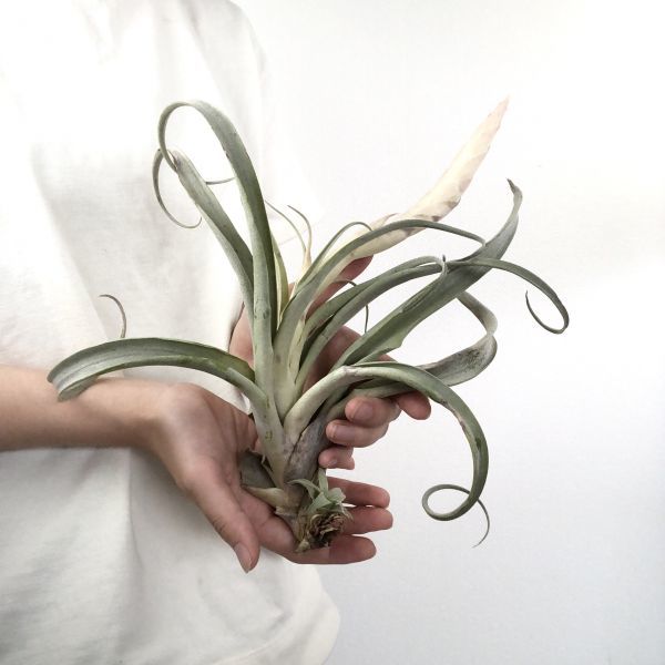 T4077 花芽 子株付 カリファニー エアプランツ エアープランツ ティランジア チランジア Tillandsia アナナス 売買されたオークション情報 Yahooの商品情報をアーカイブ公開 オークファン Aucfan Com