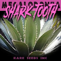 19新種アガベ 危険な鮫歯 アガベ メガロドンタ Agave Megalodonta 種子 粒 Shark Tooth Agave 8 C P サボテン 売買されたオークション情報 Yahooの商品情報をアーカイブ公開 オークファン Aucfan Com