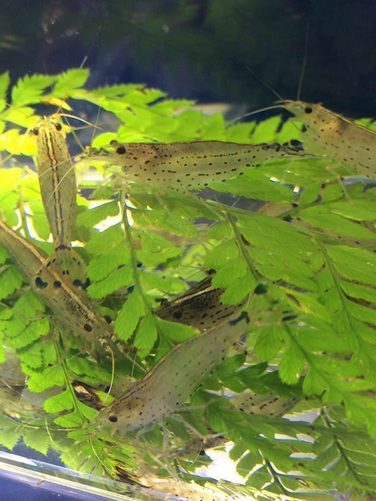 〔50匹＋5匹〕ヤマトヌマエビ(約4cm程度)_1