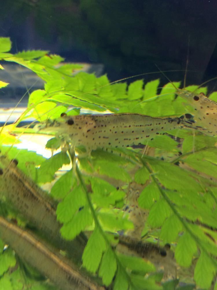 〔50匹＋5匹〕ヤマトヌマエビ(約4cm程度)_2