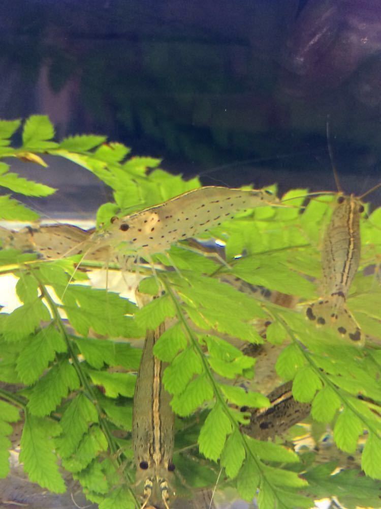 〔50匹＋5匹〕ヤマトヌマエビ(約4cm程度)_3