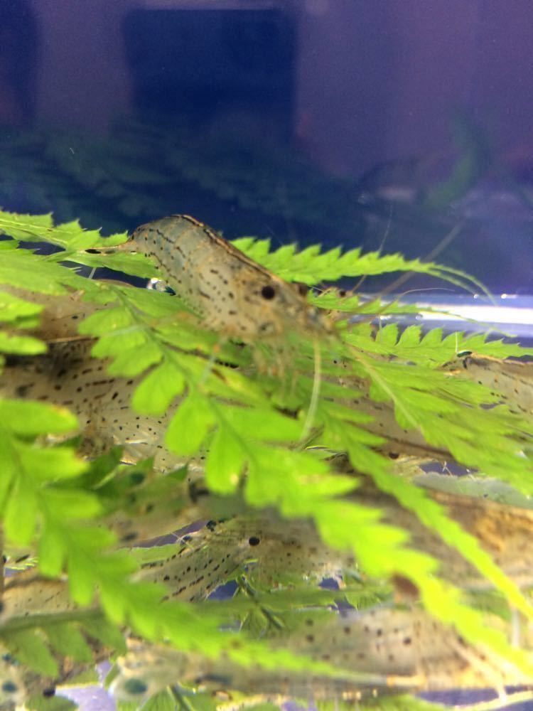 〔50匹＋5匹〕ヤマトヌマエビ(約4cm程度)_4