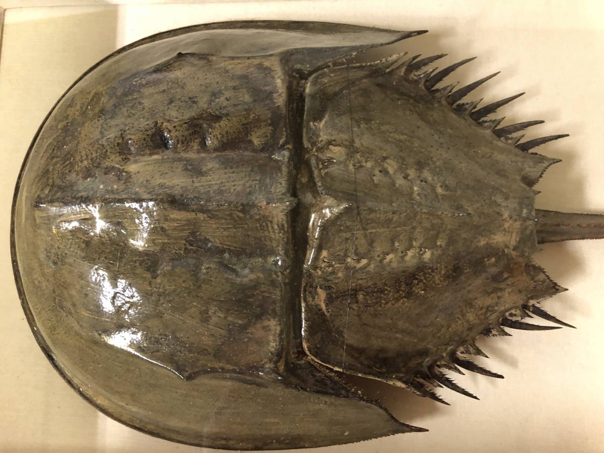 カブトガニ標本 メルカリ カブトガニ 標本」アンティーク 「カブトガニ 