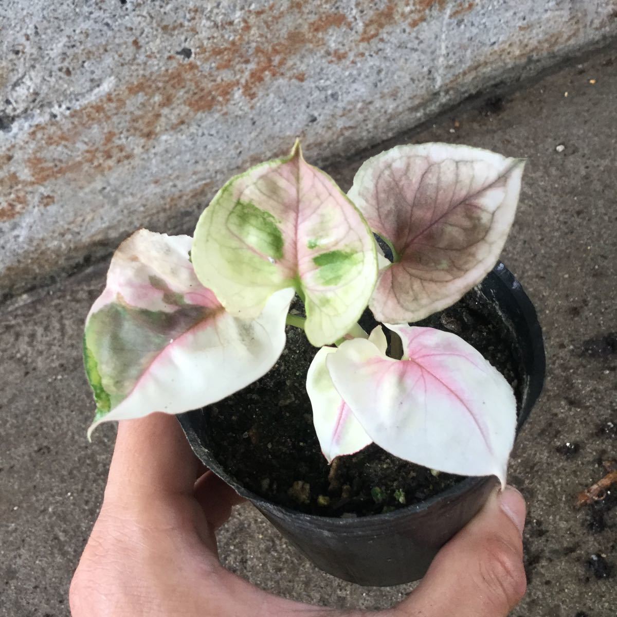 極強斑 シンゴニウム ピンクジュエル 観葉植物 売買されたオークション情報 Yahooの商品情報をアーカイブ公開 オークファン Aucfan Com