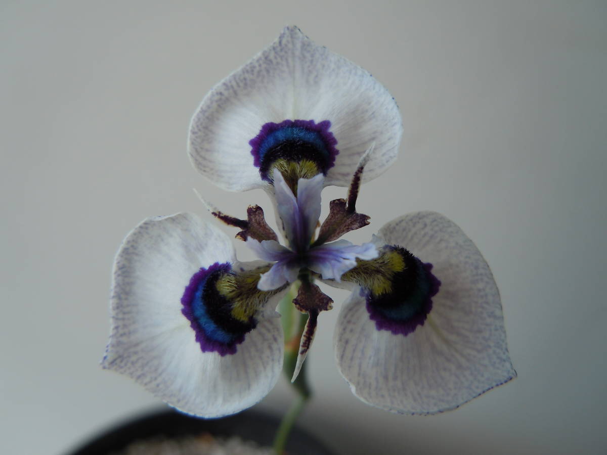 Moraea Aristata モラエア アヤメ アイリス 球根 L 球根 売買されたオークション情報 Yahooの商品情報をアーカイブ公開 オークファン Aucfan Com Moraea Aristata モラエア アヤメ アイリス 球根 L 球根 売買されたオークション情報 Yahooの商品情報をアーカイブ公開 オークファン Aucfan Com