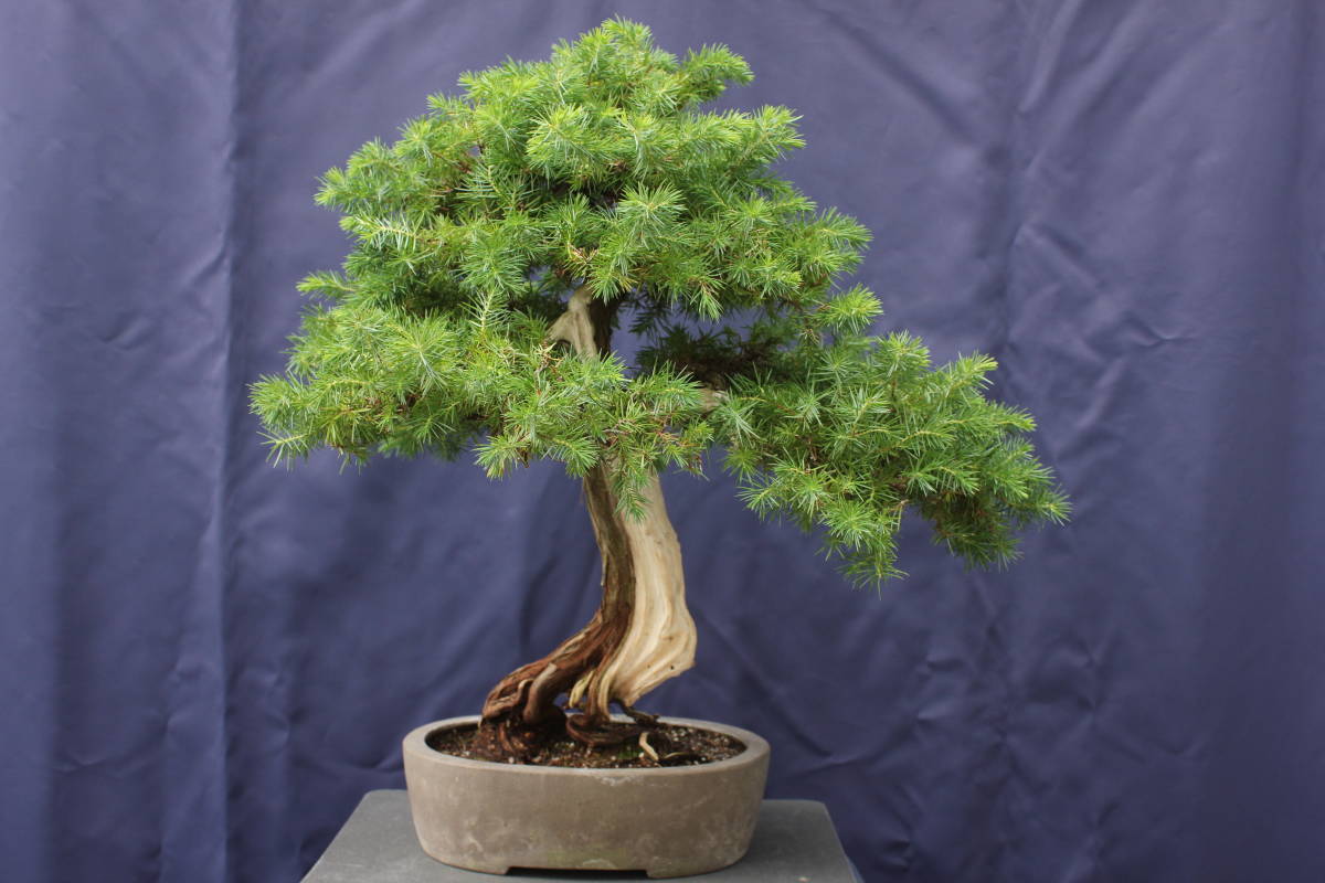 松　盆栽　54cm ② 杜松 樹高54㎝ 盆栽 松