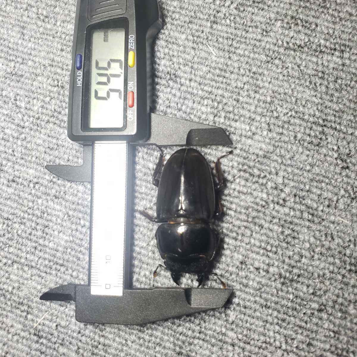 スマトラオオヒラタ♀単品54ミリ
