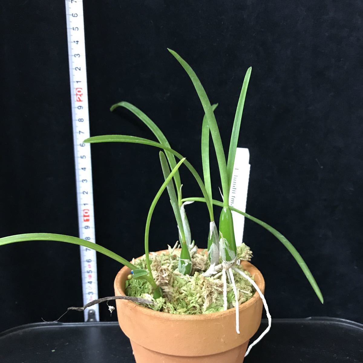 【人気，大得価】 ^ ^ 洋蘭原種 C.lundii fma.coerulea カトレア ルンディ セルレア 珍品(ラン)｜売買されたオークション情報、yahooの商品情報をアーカイブ公開 - オークファン ラン