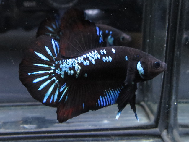 62 Water Flap ベタ オス スーパーブラックブルーサムライ ベタ 売買されたオークション情報 Yahooの商品情報をアーカイブ公開 オークファン Aucfan Com