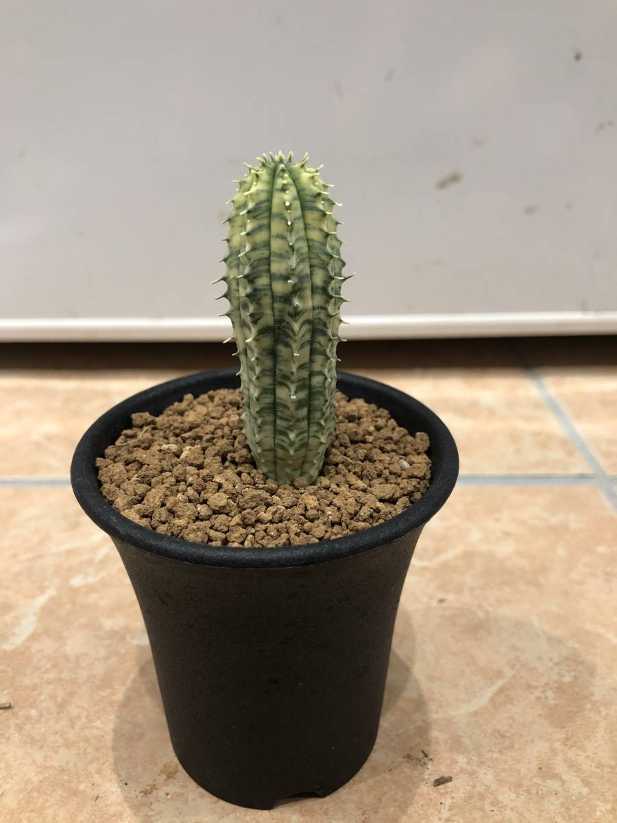 魔紅キリン錦 ユーフォルビア – Euphorbia ≧∇≦）多肉植物 魔紅麒麟