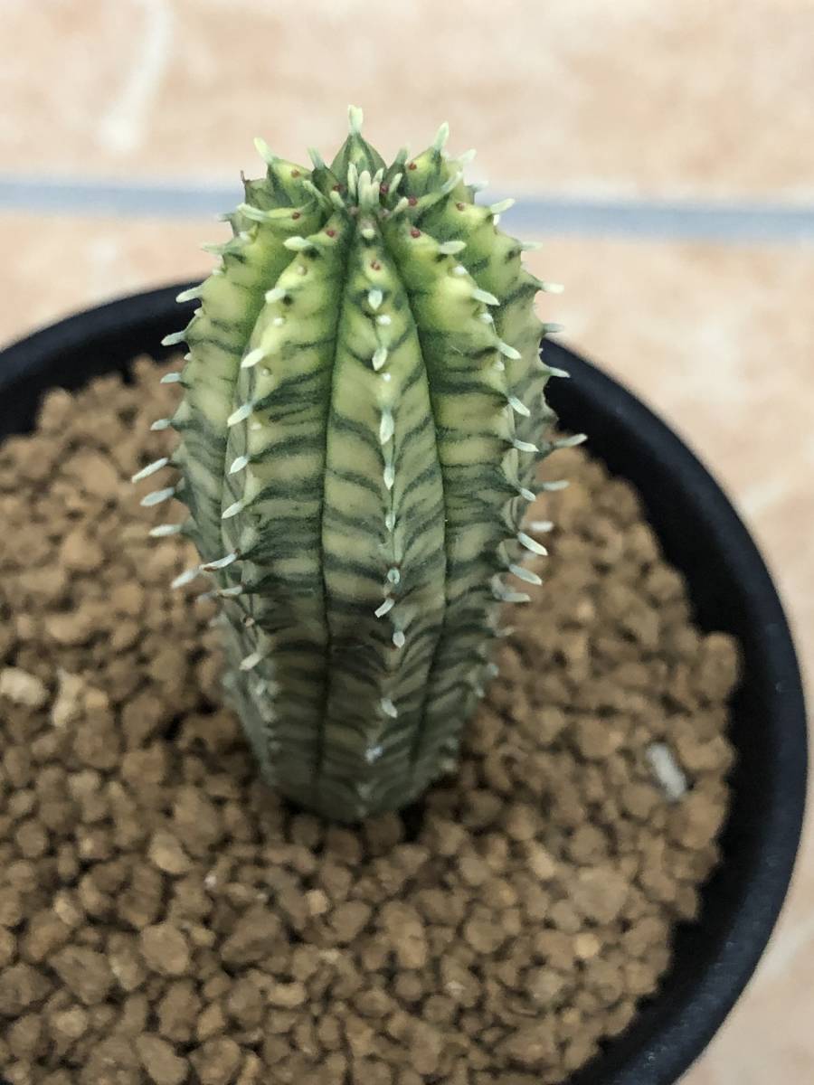 魔紅キリン錦 ユーフォルビア – Euphorbia ≧∇≦）多肉植物 魔紅麒麟