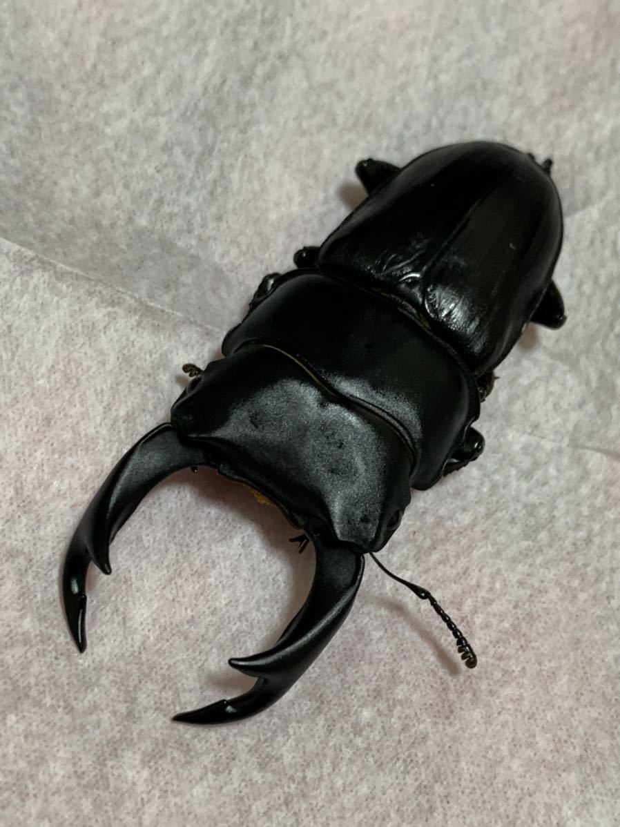 栃木県のオオクワガタの中古が安い！激安で譲ります・無料で 雌45mm 