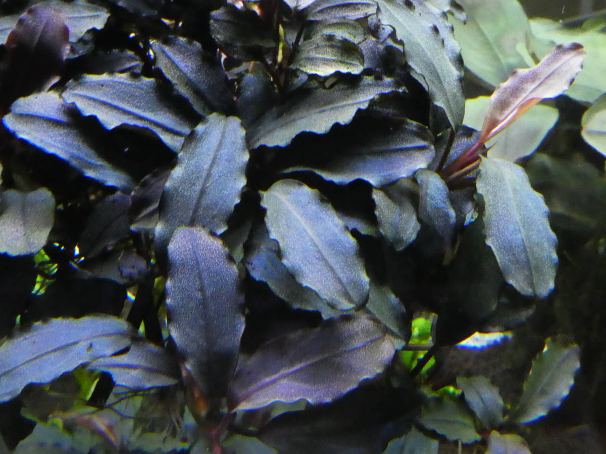 水草 ブセファランドラsp. Upper pearl midnight blue 1株 【公式通販】