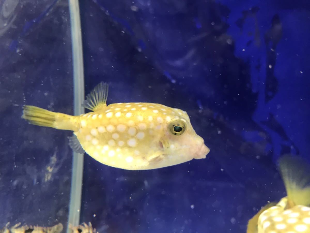 熊野灘産ハンドコート ハコフグ 6 8cm 粒餌ok 長期ストック個体 近海魚 淡水浴済 海水魚 売買されたオークション情報 Yahooの商品情報をアーカイブ公開 オークファン Aucfan Com