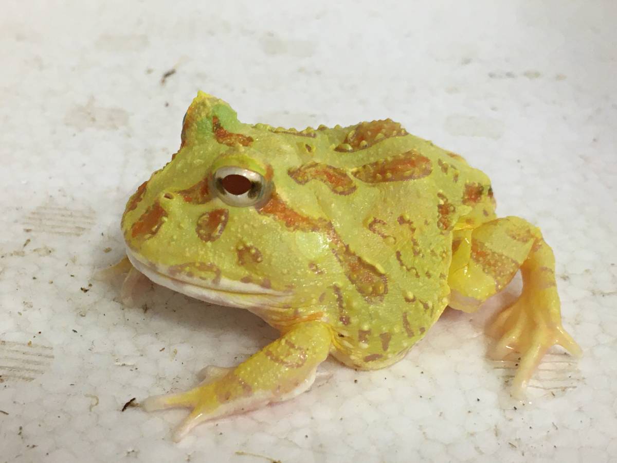 クランウェルツノガエル 4 5センチ アルビノ 24 カエル 売買されたオークション情報 Yahooの商品情報をアーカイブ公開 オークファン Aucfan Com