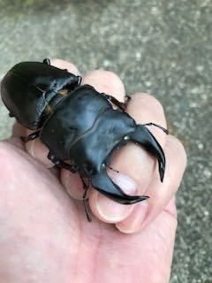 100%新品，大人気 極太血統 ホペイ北峰産 ♂73ミリ ♀49ミリ 使用済ペア(外国産)｜売買されたオークション情報、yahooの商品情報をアーカイブ公開 - オークファン 外国産