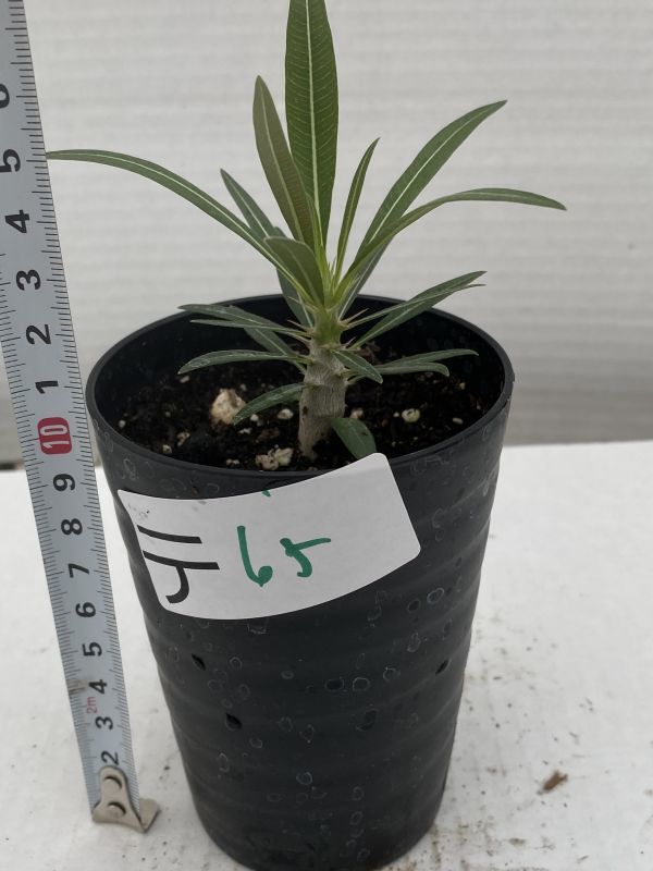 テ65 塊根植物 実生 パキポディウム ドラケイ 珍種 種から発芽 Pachypodium Rosulatum Var Drakei 観葉植物 売買されたオークション情報 Yahooの商品情報をアーカイブ公開 オークファン Aucfan Com