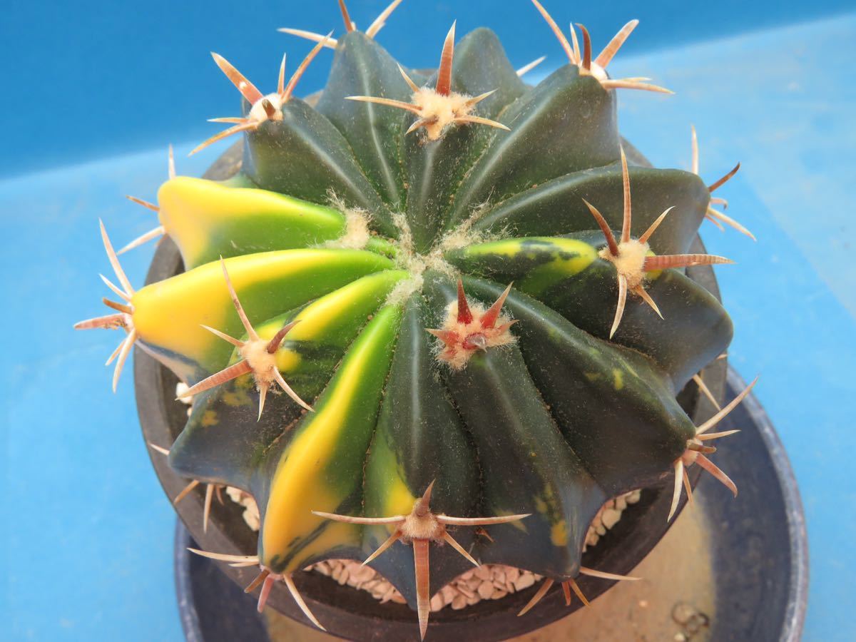 サボテン - 綾波モンスト(実生) エキノカクタス texensis Echinocactus サボテン | 綾波錦 plants 綾波