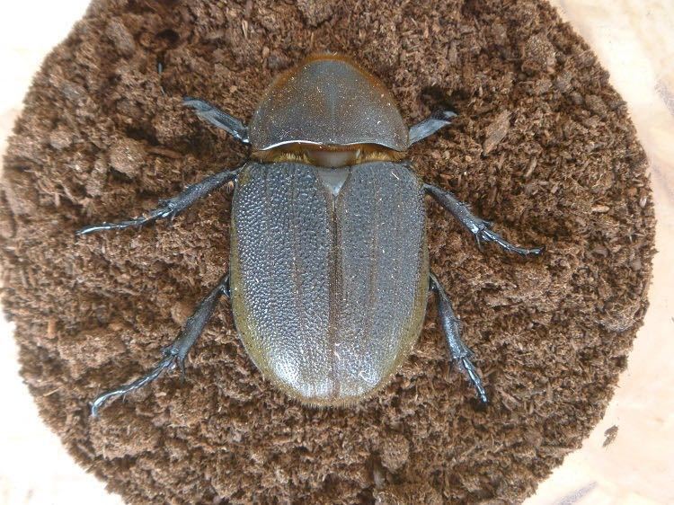 DH ヘラクレス オオカブト 成虫 ♂♀ ペア ♀ 単品 63mm | CC血統(C68