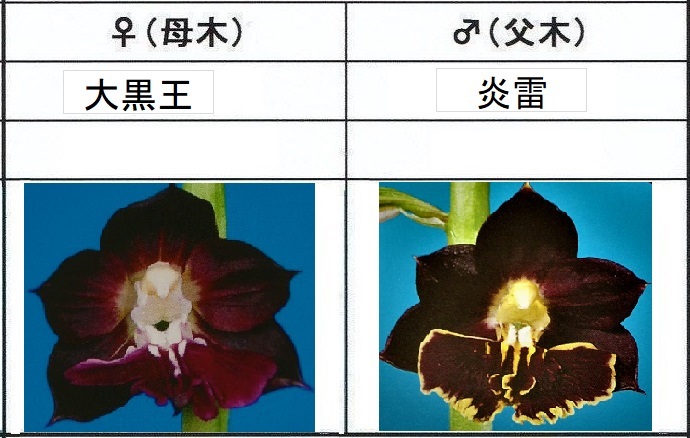 Yahoo!オークション エビネ 山野草 えびね エビネ蘭 山野草エビネラン