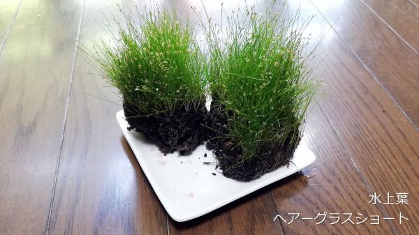 ヘアーグラスショート2 水上葉 水草 メダカ 熱帯魚 金魚 エビ おすすめ3 セット 売買されたオークション情報 Yahooの商品情報をアーカイブ公開 オークファン Aucfan Com