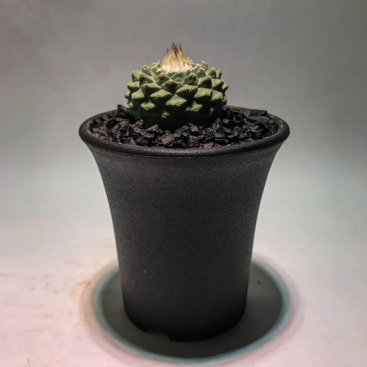 ストロンボカクタス 菊水D Strombocactus disciformis】まとめ