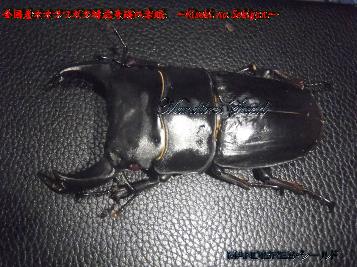 神埼産オオクワガタ 81.5mmペア！ - DORCUS Communications