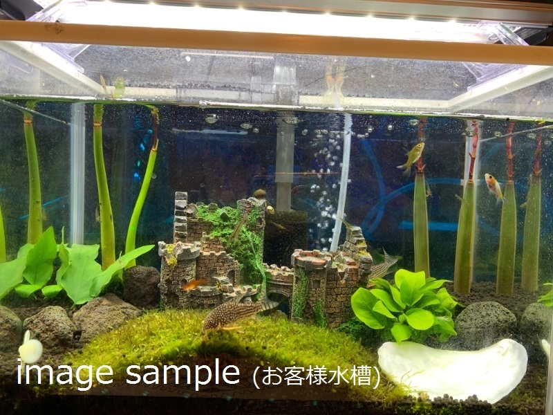 オヒルギ メヒルギ マングローブ 4本セット 水槽 上部 サンプ 濾過層に 水草 売買されたオークション情報 Yahooの商品情報をアーカイブ公開 オークファン Aucfan Com