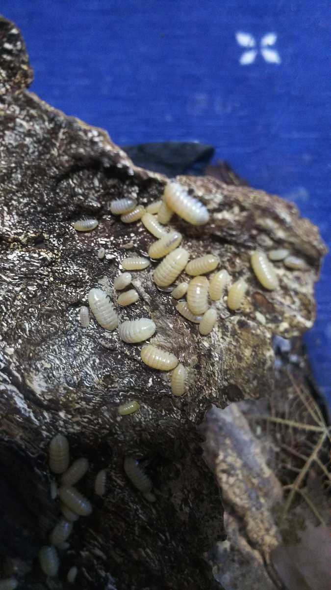 オカダンゴムシ アルビノt 複数落札 増量 虫類 売買されたオークション情報 Yahooの商品情報をアーカイブ公開 オークファン Aucfan Com