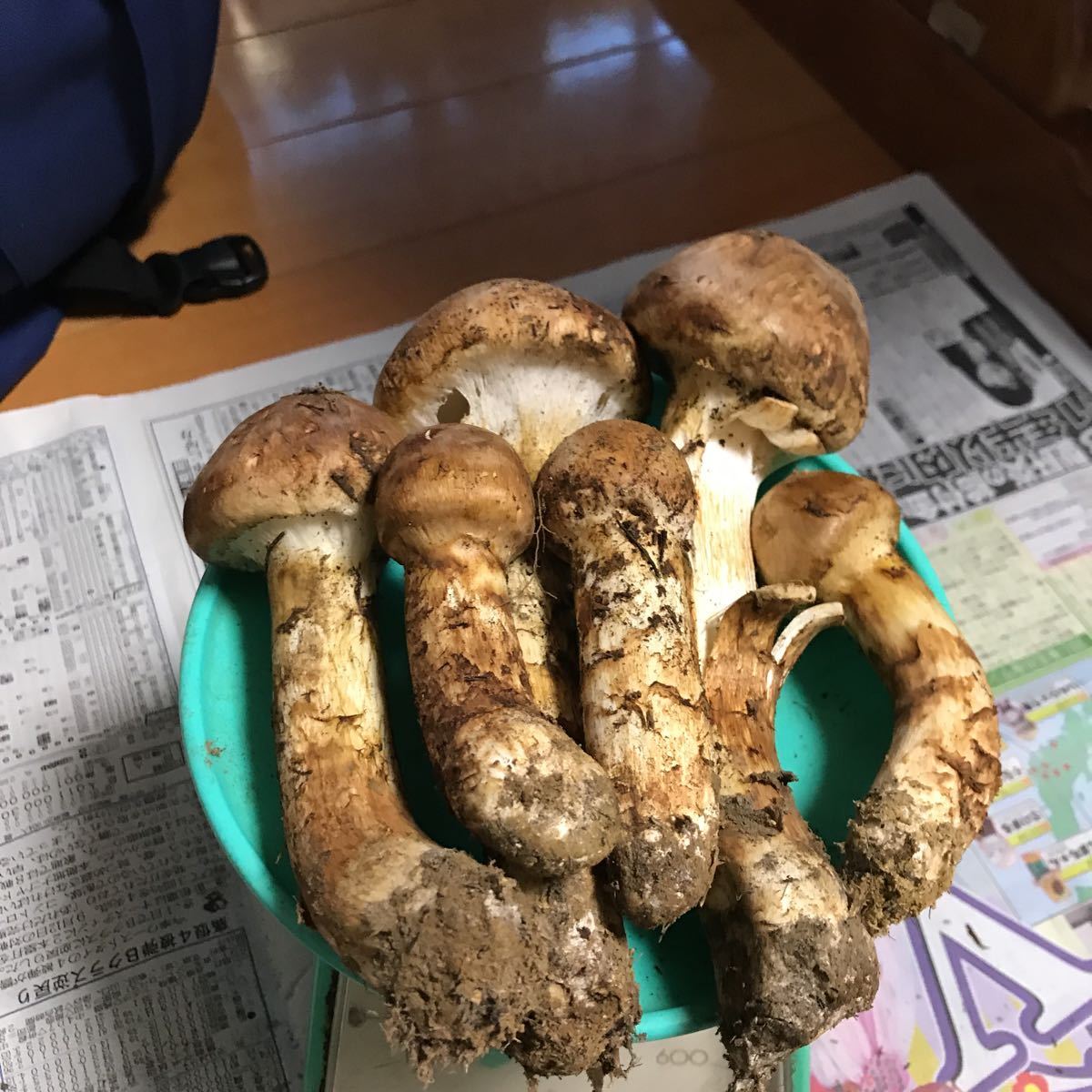 公式通販 松茸 岩手県産 340g 6本 岩手県産松茸⑥ 287g 国産