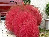 コキア ほうき草 ホウキグサ 50粒 種 売買されたオークション情報 Yahooの商品情報をアーカイブ公開 オークファン Aucfan Com