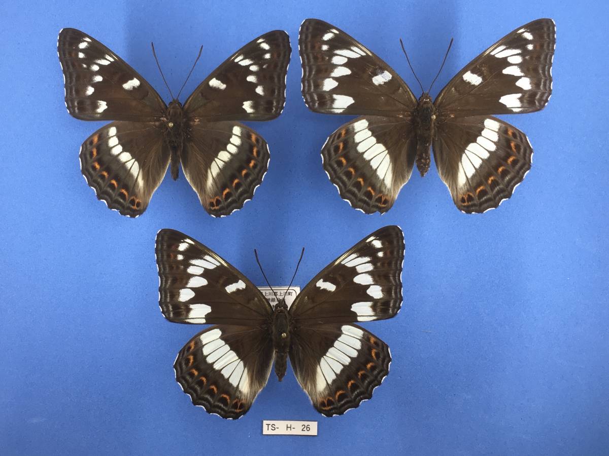 国産蝶展翅標本 オオイチモンジ A- 1♂2♀ 北海道道東産 (TS-H-26