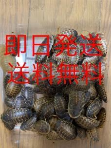 【格安，限定セール】 リピーター増量 デュビア Lサイズ 約3.0 4.0cm 300匹(エサ)｜売買されたオークション情報、yahooの商品情報をアーカイブ公開 - オークファン エサ